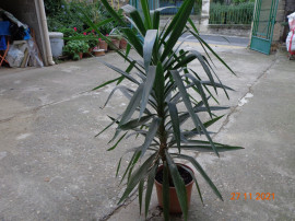 
                                                                                        Jardinage
                                                                                         yucca ornement