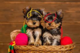 
                                                                        Chien
                                                                         ADORABLES CHIOTS " YORKSHIRE "