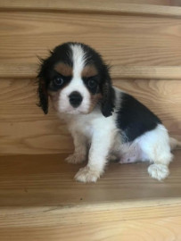
                                                                        Chien
                                                                         chiot cavalier king charles femelle
