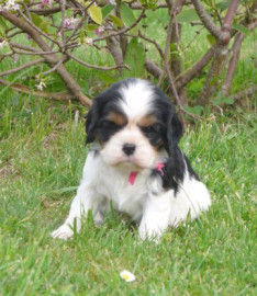 
                                                                        Chien
                                                                         Chiot Cavalier King Charles Spaniel femelle