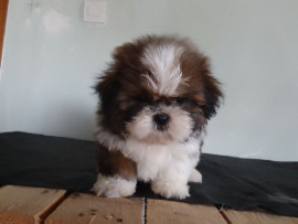 
                                                                        Chien
                                                                         Donne chiot shih tzu femelle age de 4 mois