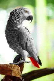 
                                                                                        Oiseau
                                                                                         Donne magnifique Perroquet Gris du Gabon