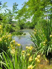 Vente
GERS PROPRIETE XVIIéme 43 HA ETANGS SOURCES
