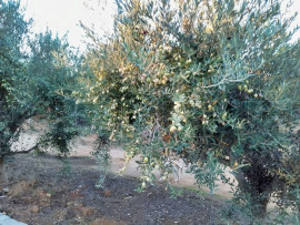 Vente
LITTORAL VAROIS PROPRIETE DE STANDING OLIVERAIE 8 HA