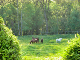 
                                                                                        Vente
                                                                                         LOT ET GARONNE DOMAINE XVème 35 HECTARES