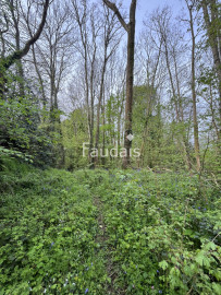 
                                                                                        Vente
                                                                                         petit bois AGNEAUX proche Mairie