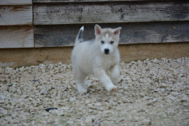 7 Superbes chiots husky Disponibles de suite. Crillon-le-Brave
