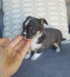 A donner Chihuahua femelle Draché