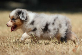 A donner chiot berger australien bleu merlé Ajaccio