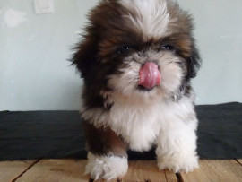 À donner chiot shih tzu femelle inscrit au lof Aulnois-sous-Laon