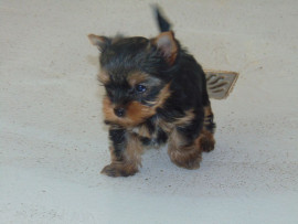 A donner Chiot type yorkshire femelle non lof Mulhouse