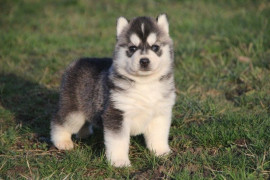 A donner magnifique chiot husky siberian femelle Brignoles