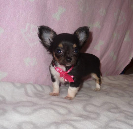 A donner tres jolie chihuahua femelle de 4 mois Le Monastère