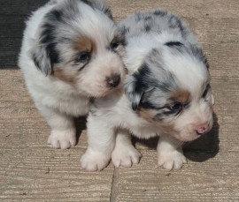A Réserver Beaux Chiots Bergers Australiens Bormes-les-Mimosas