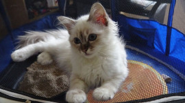 a reserver magnifique chaton sacre de birmanie Anglards-de-Saint-Flour