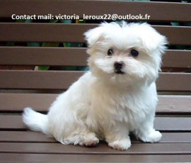 Adoption chiot Bichon Maltais – 4 mois Saint-Étienne
