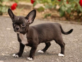 Adorable et magnifique chiot chihuahua Perpignan
