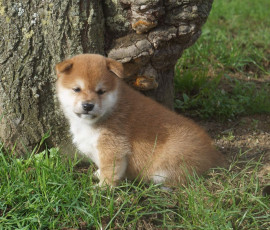 Adorables bébés shiba inu Flamarens