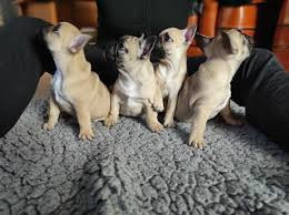 Adorables bouledogue français Clermont-Ferrand