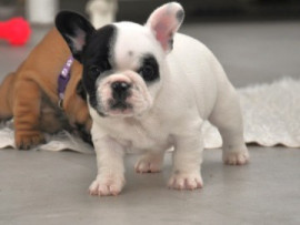 Adorables bouledogue français à donner Le Vésinet