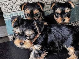 adorables chiots Yorkshire Saint-Éloi