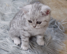 Bébé british shorthair 3 mois Marseille 6ème
