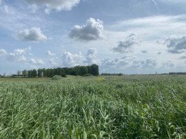 BOIS ET ROSELIERES POUR CHASSE Dunkerque