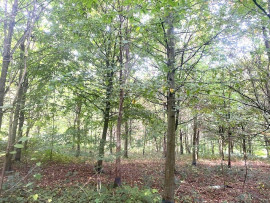 Bois pour chasse dans les Flandres (Nord) Le Bailleul