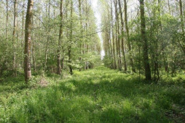 BOIS TAILLES TERRES AGRICOLES Cambrai