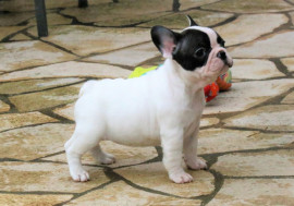 Bouledogue français Femelle à donner Les Hogues