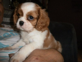 CAVALIER KING CHARLES SPANIEL femelle Le Sourn