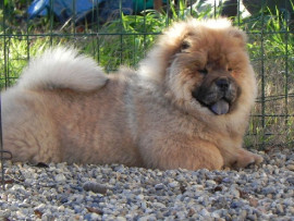 Charmantes chiots chow chow très bonne pour la vie Le Rove
