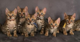Chatons Bengal dispo Lyon 5ème