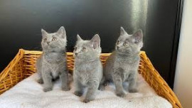 Chatons Chartreux disponibles Pau