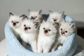 Chatons Sacré de Birmanie à donner La Rochelle