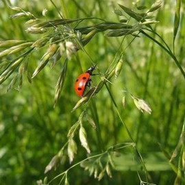 Cherche terrain potager sur Servian Servian