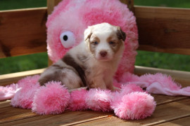 Chiot berger australien femelle Le Havre