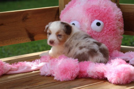 Chiot berger australien femelle à céder Saint-Étienne