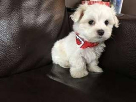 Chiot Bichon Maltais Anzême