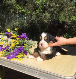 Chiot Bouvier Bernois femelle Caixas