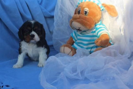 CHIOT CARVALIER CHARLES KINGS NON LOF A DONNER La Francheville