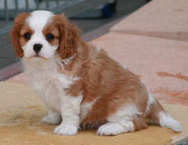 Chiot cavalier de king charles Sainte-Foy-lès-Lyon