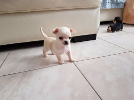 Chiot Chihuahua femelle à céder Tourcoing