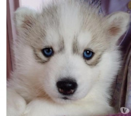 chiot husky de Sibérien femelle Rochefort