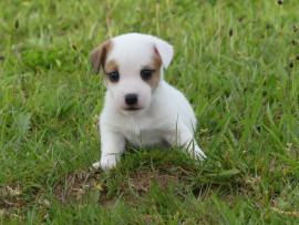 Chiot jack russel femelle à donner Lyon 1er