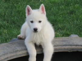 Chiot Siberian Husky lof a donner Louroux-de-Beaune