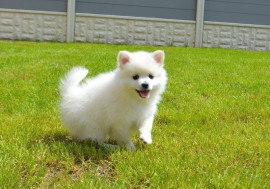 Chiot Spitz BLANC à donner Châteauroux
