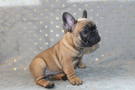 Chiot type bouledogue francais à donner Bernex