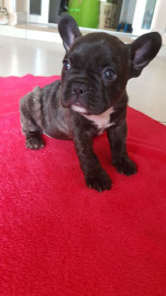Chiot type Bouledogue français Femelle Anzême