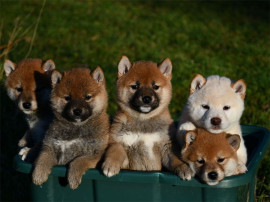Chiot type shiba inu femelle et mâle à Donner Baudrémont
